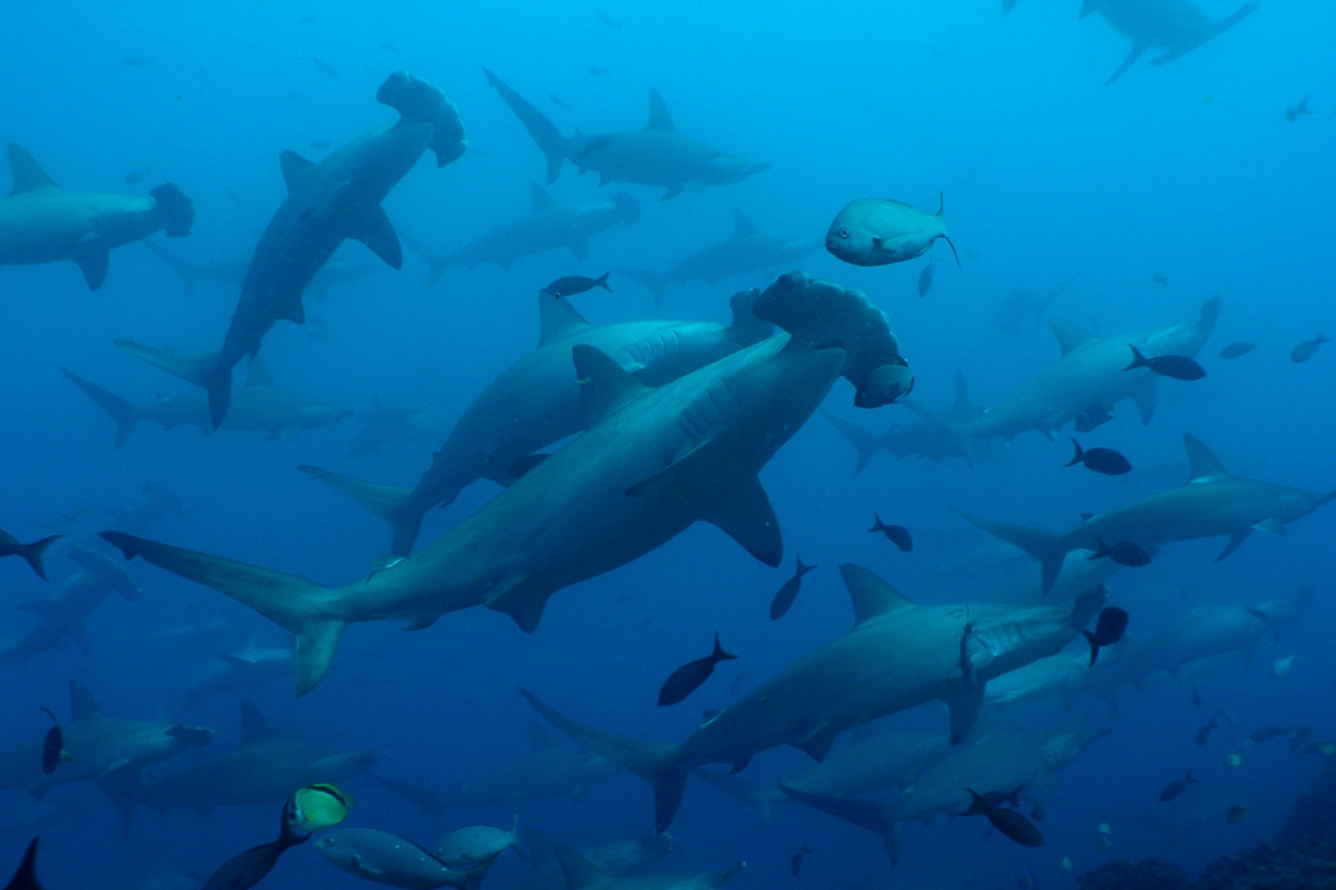Galapagos Islands