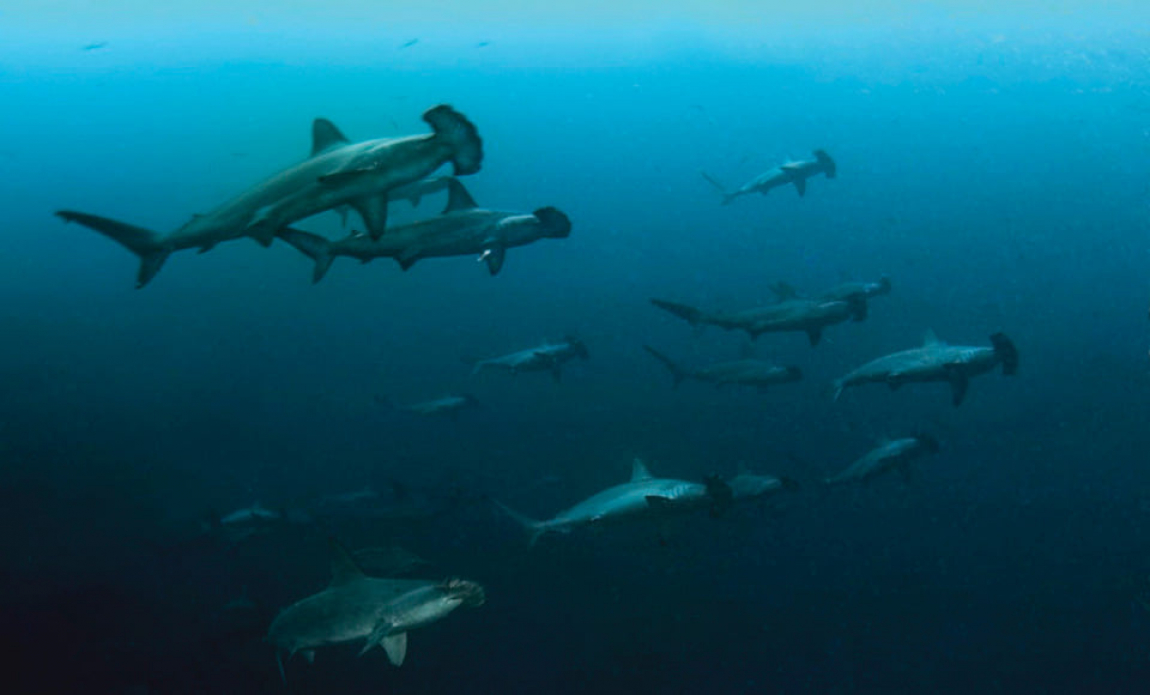 How was our last diving trip in the Banda Sea?