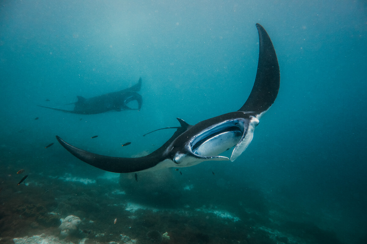 Adelaar Charters Cruising Indonesia