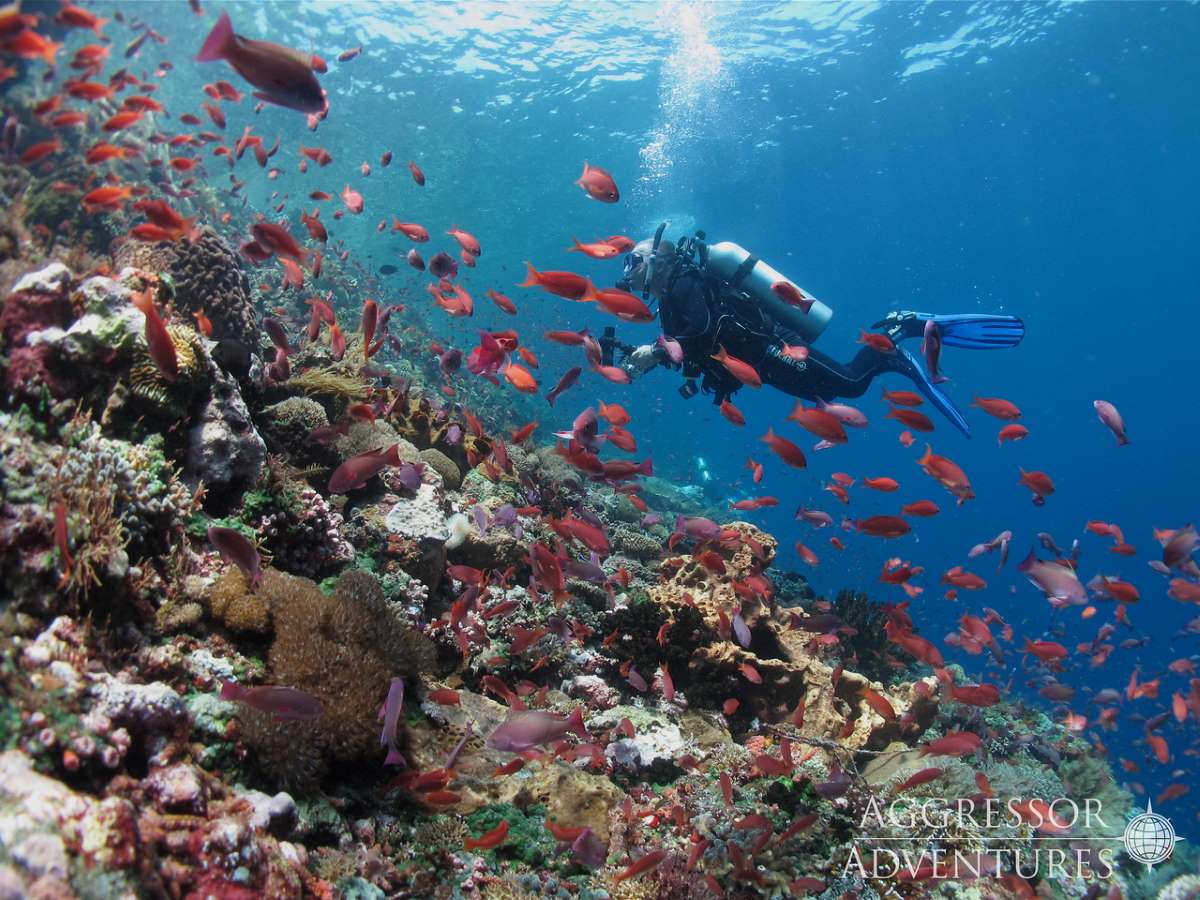 Komodo dive cruises deals