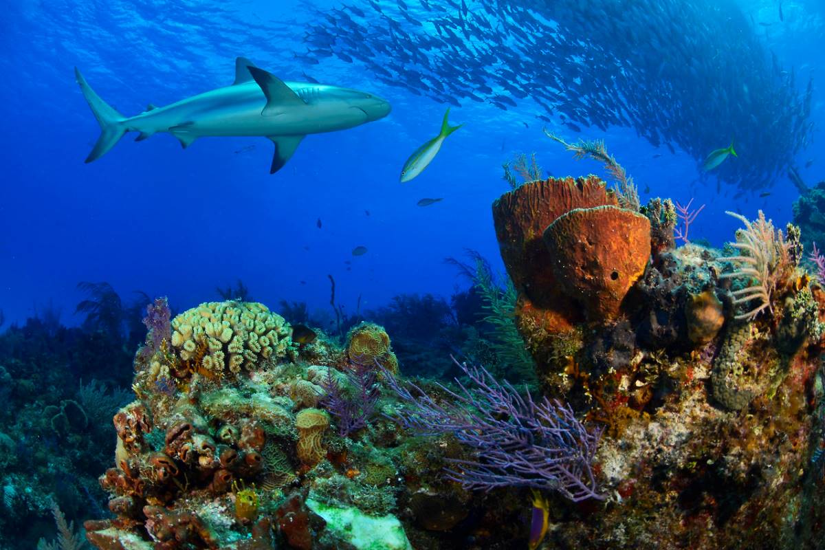 Bahamas dive cruises deals