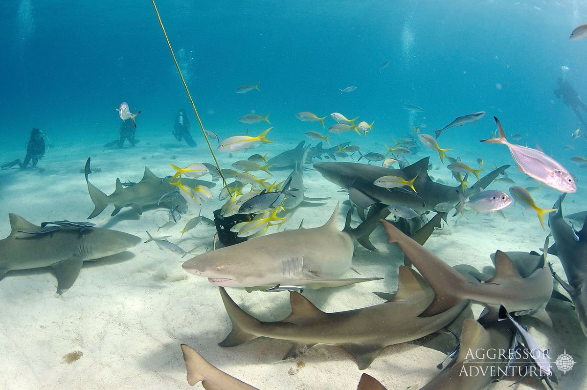 Tiger Beach dive cruises deals