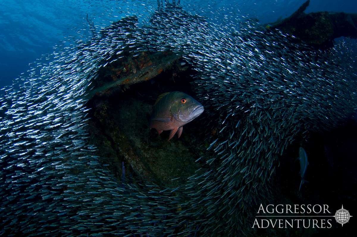 Cayman Islands dive cruises deals
