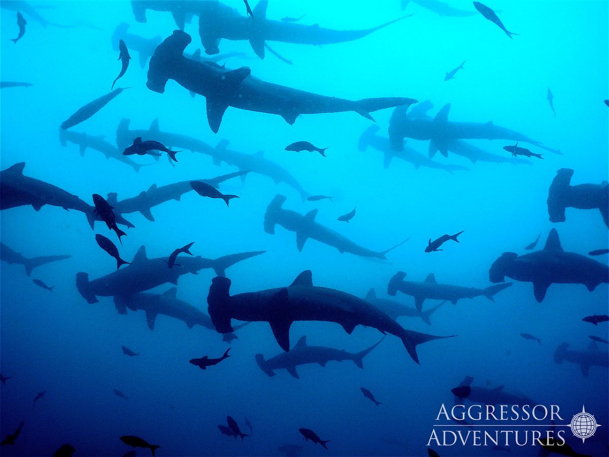 Cruises for scuba divers in Cocos Islands