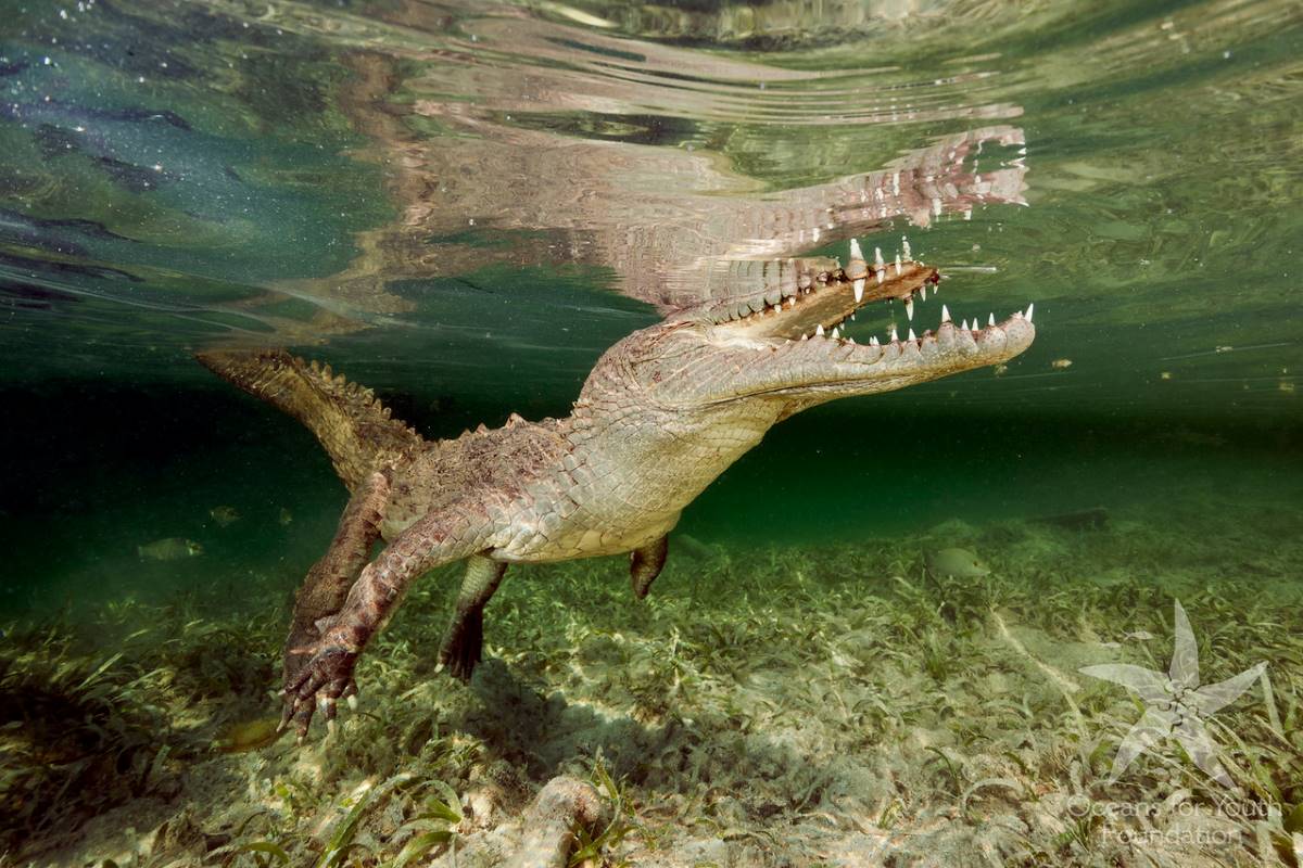 Cuba Garden Queen dive cruises deals