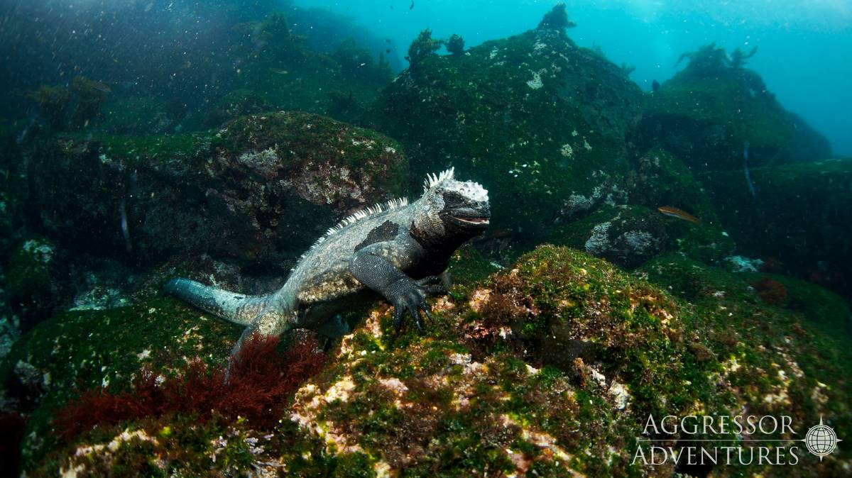Galapagos dive cruises deals