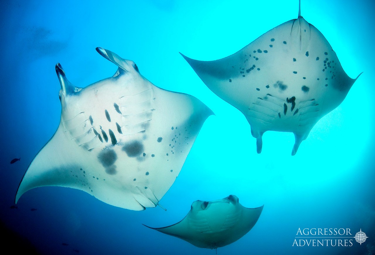 Maldives dive cruises deals