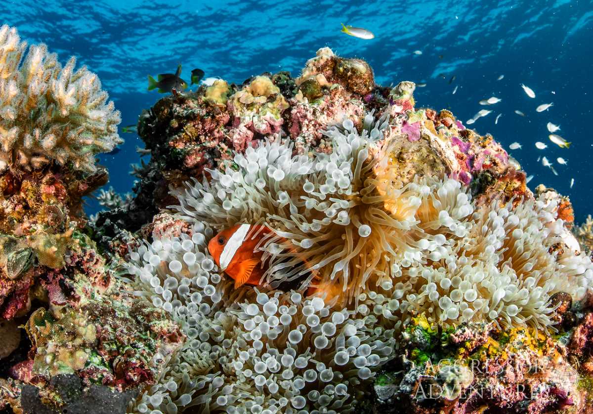 Palau dive cruises deals