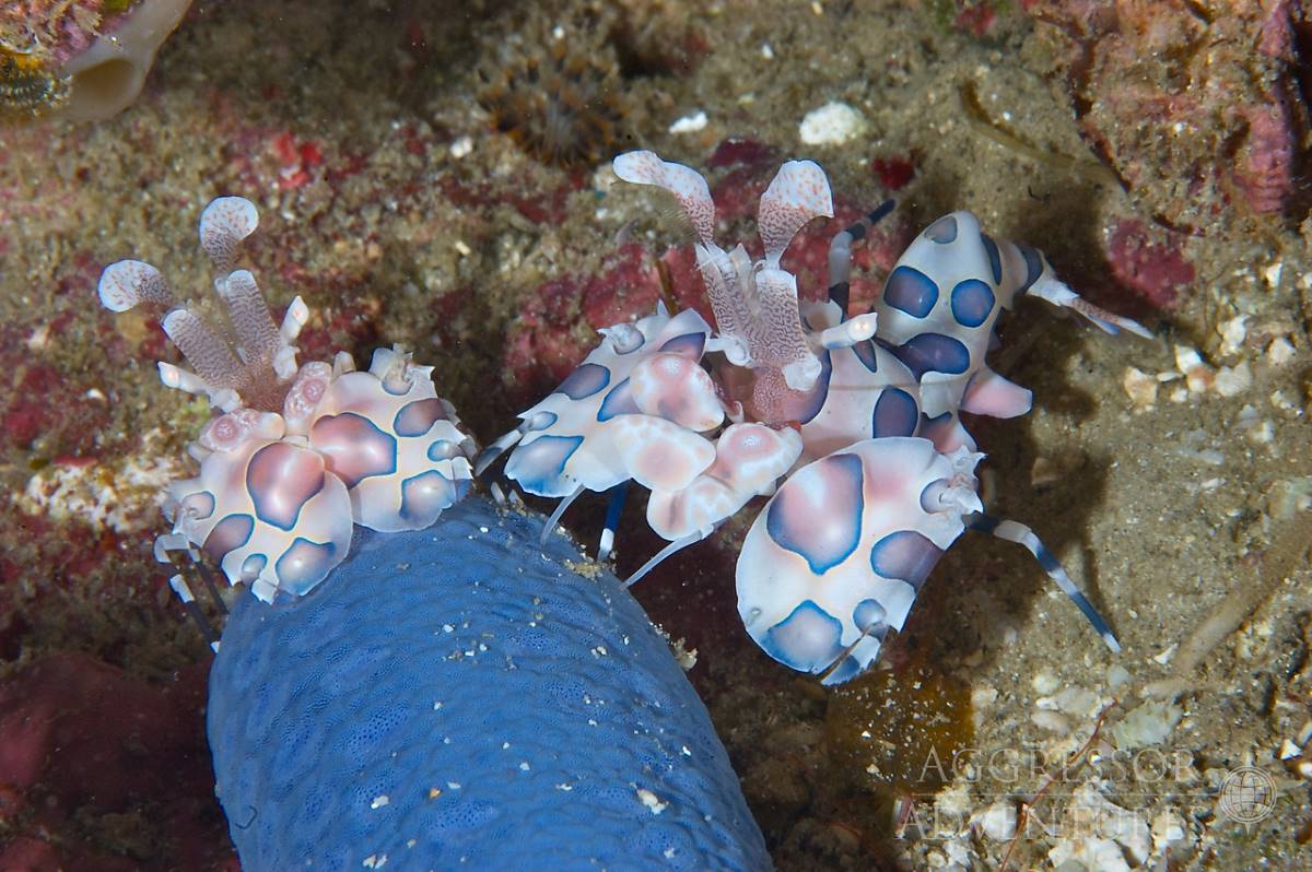 Philippines dive cruises deals