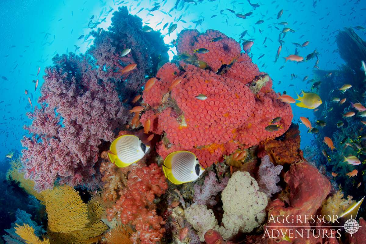 Raja Ampat dive cruises deals