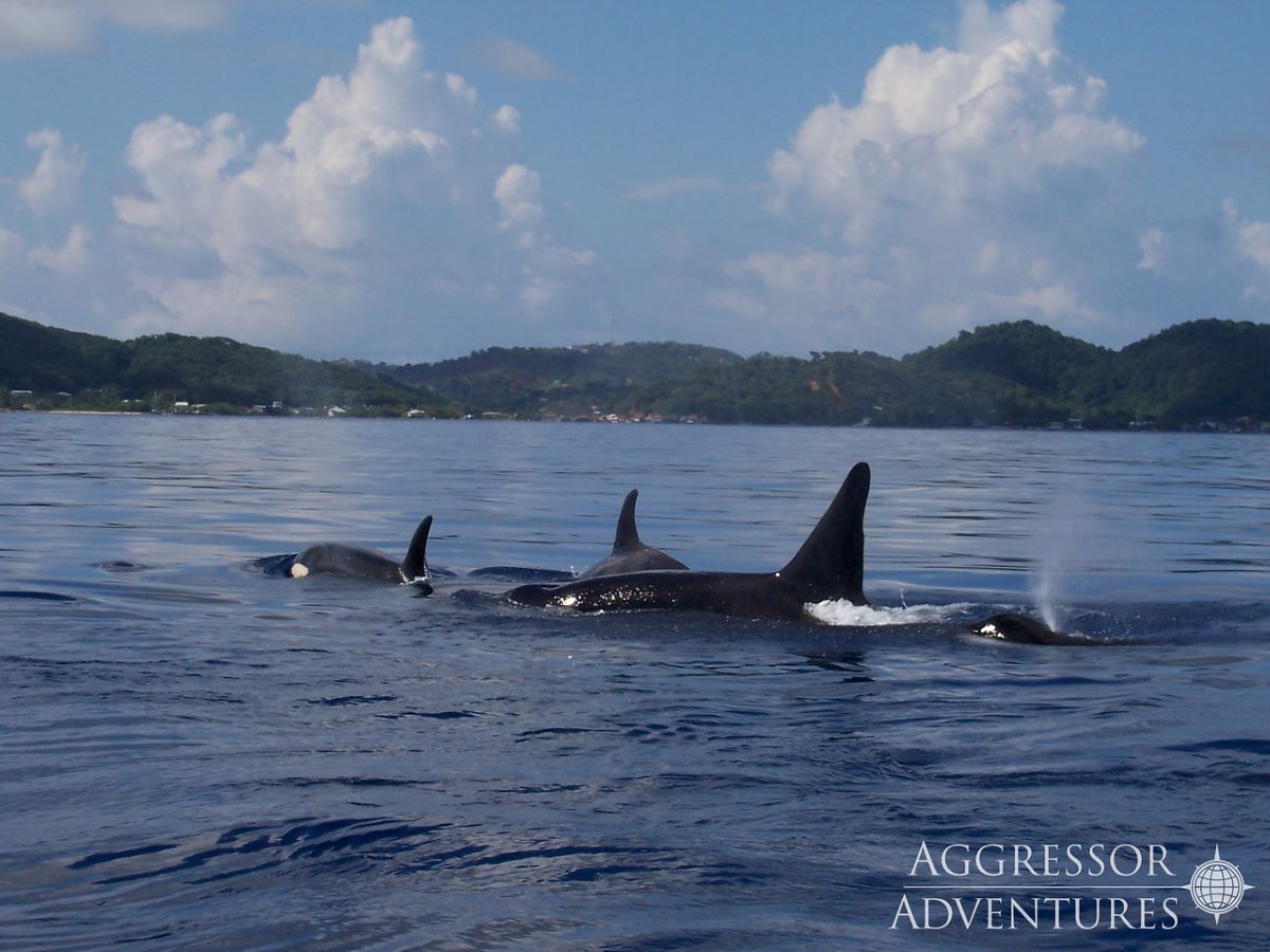 Roatan dive cruises deals
