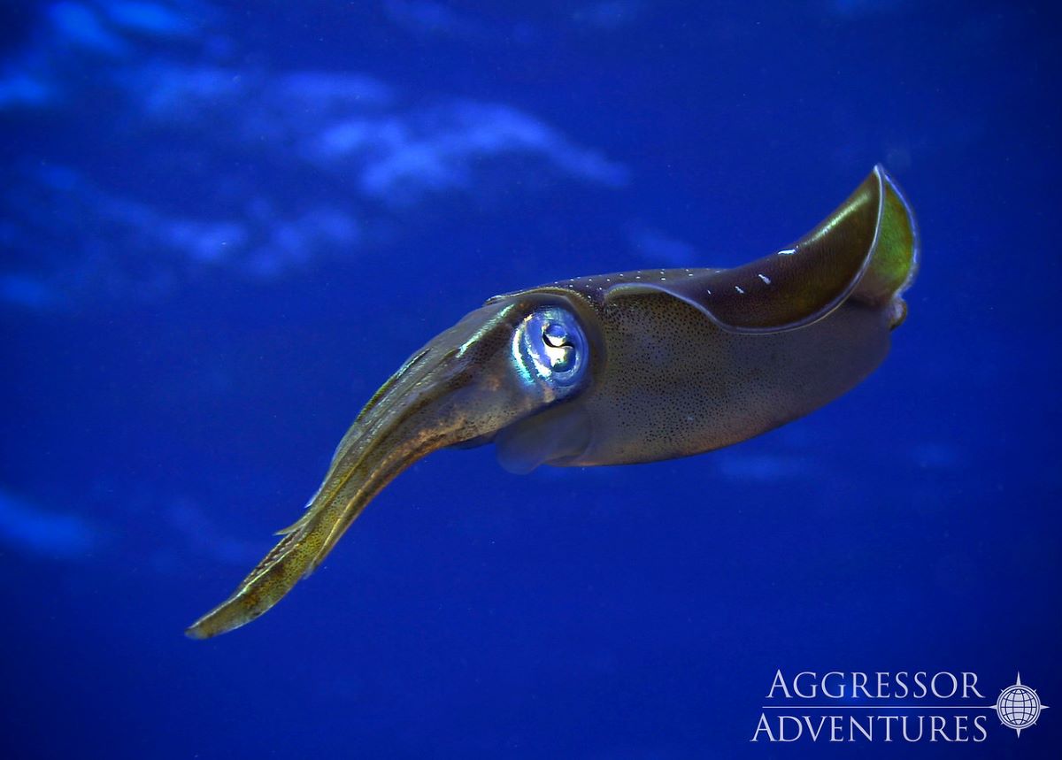 Turk & Caicos dive cruises deals