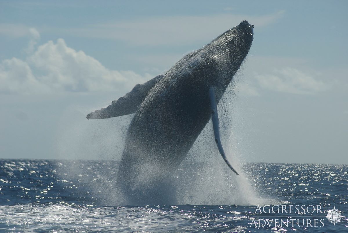 Silver Bank dive cruises deals