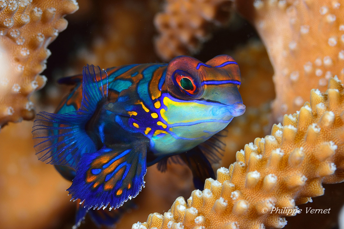 Mandarin fish - diving at Alor Divers Resort