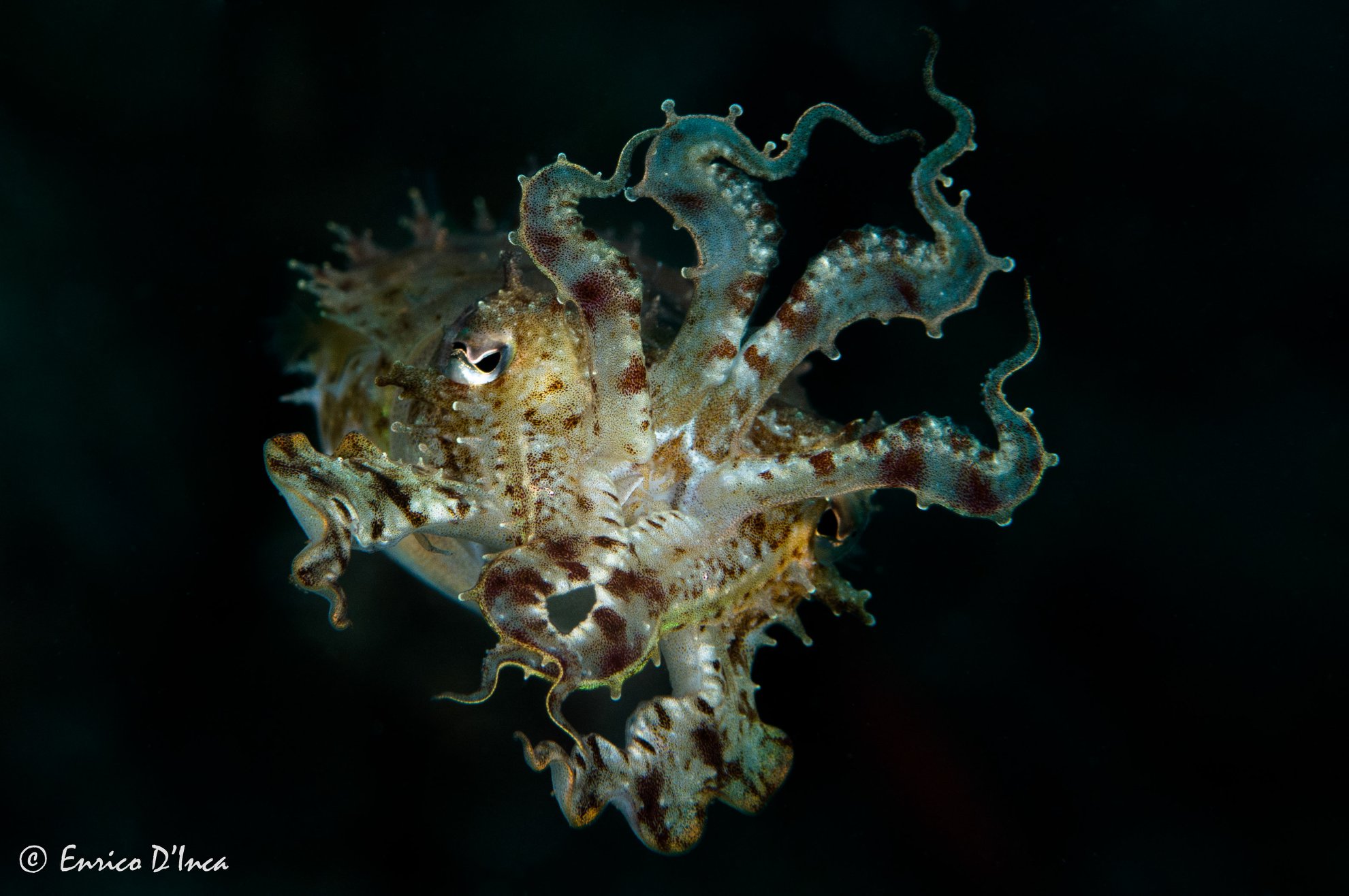 Sepia - diving at Alor Divers Resort