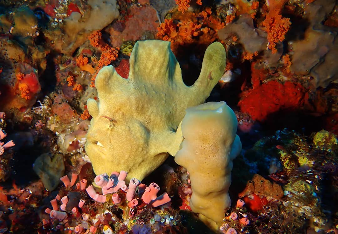 Frogfish - diving at Alor Divers Resort