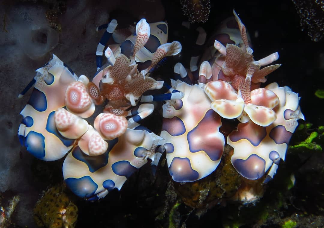 Harlequin shrimp - diving at Alor Divers Resort