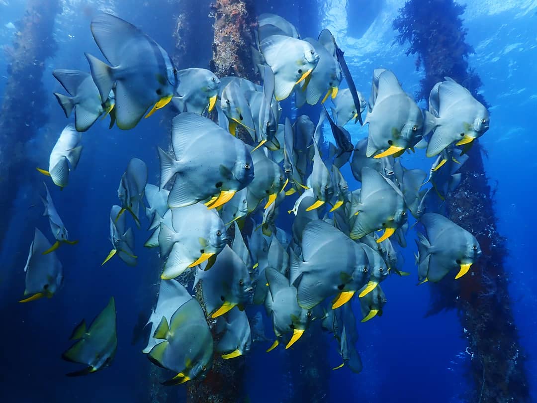 Batfish - diving at Alor Divers Resort