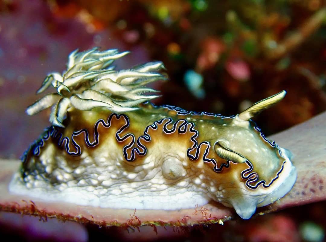 Nudibranch - diving at Alor Divers Resort