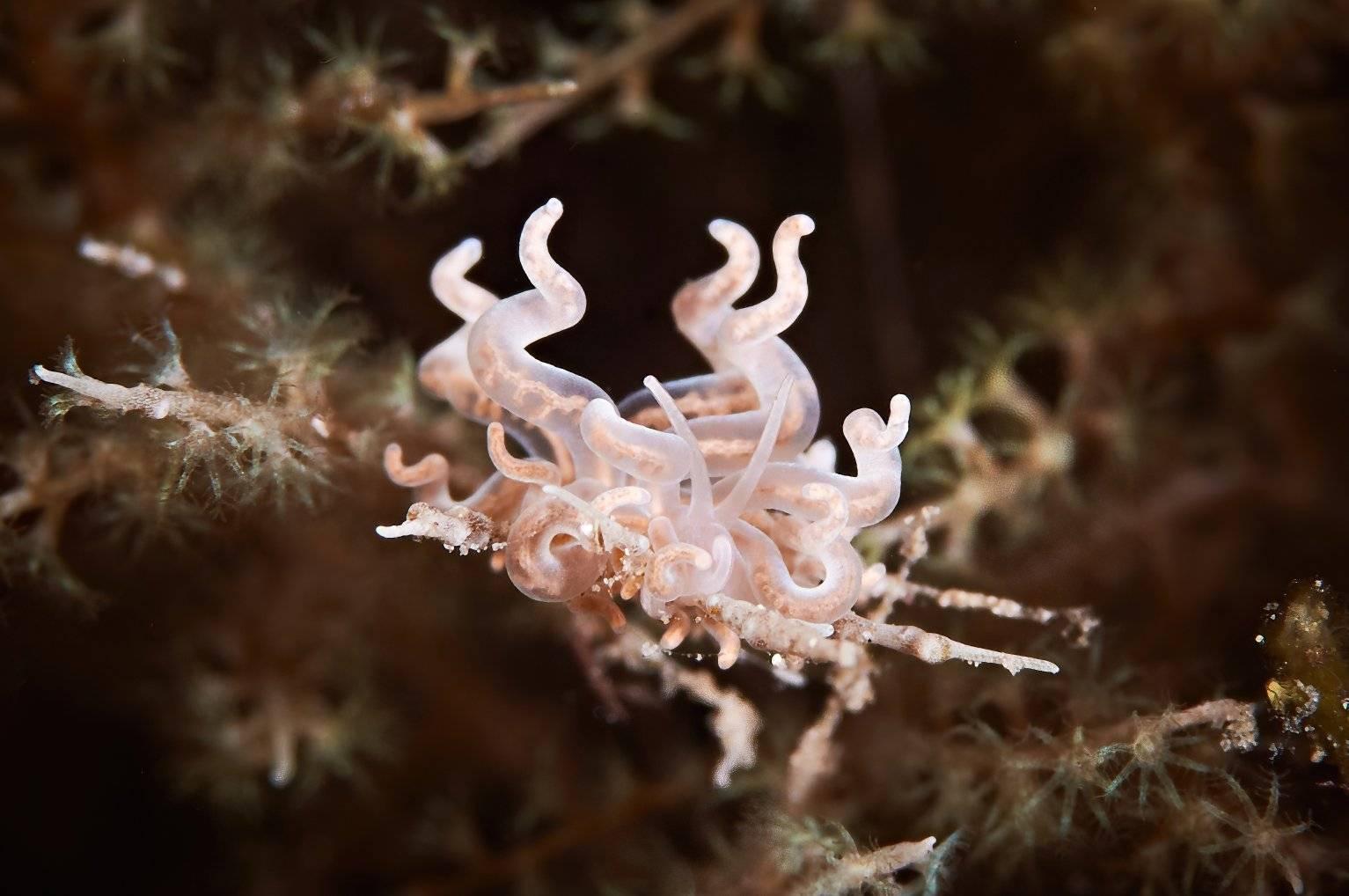 Nudibranch - diving at Alor Divers Resort
