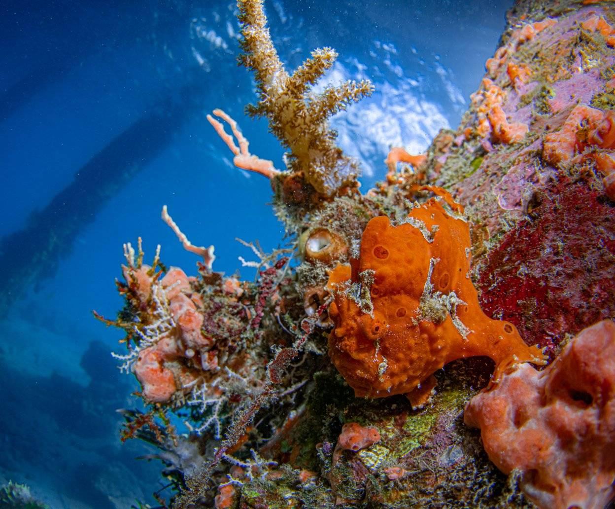 Frogfish - diving at Alor Divers Resort