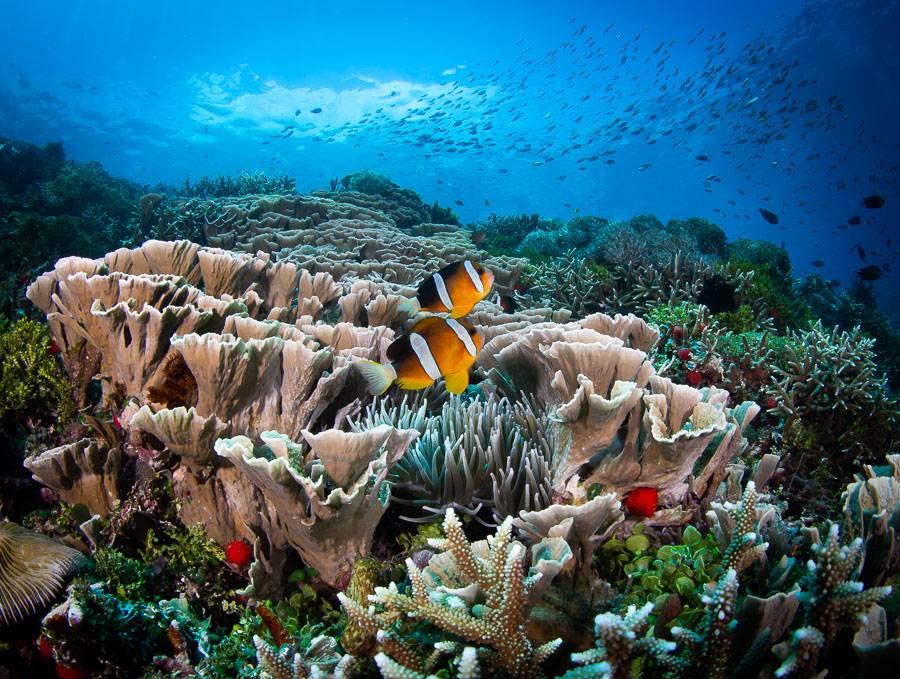 House reef at Alor Divers Resort