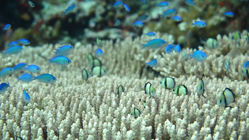Alor coral reef