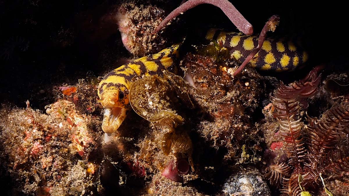 Murena in a night dive in Alor