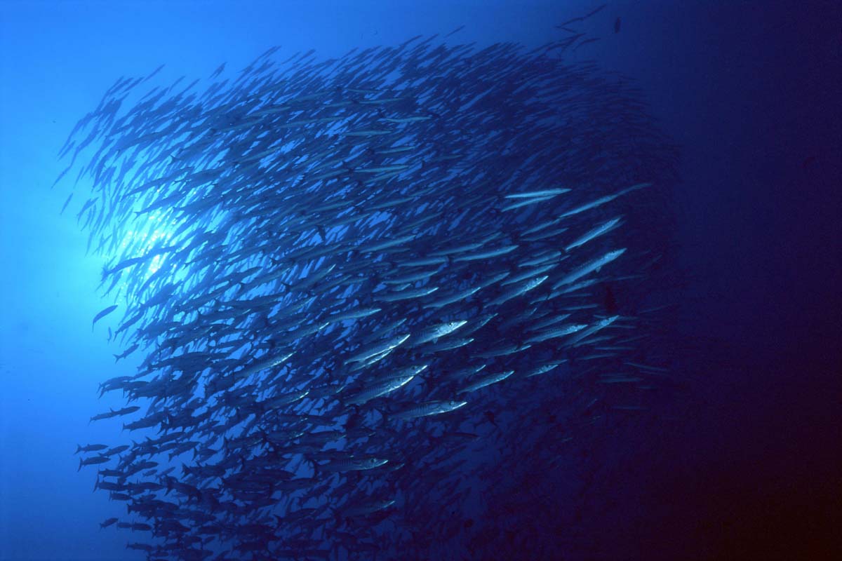 Ambai Liveaboard scuba diving in Halmahera