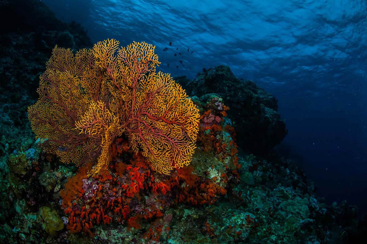 Ambai Liveaboard scuba diving in Halmahera
