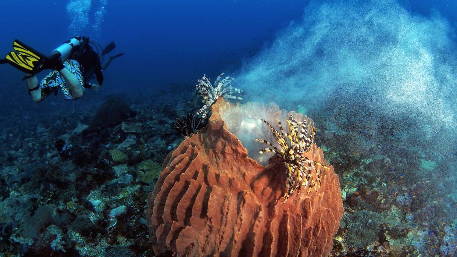 Ambai Liveaboard scuba diving in Banda Sea