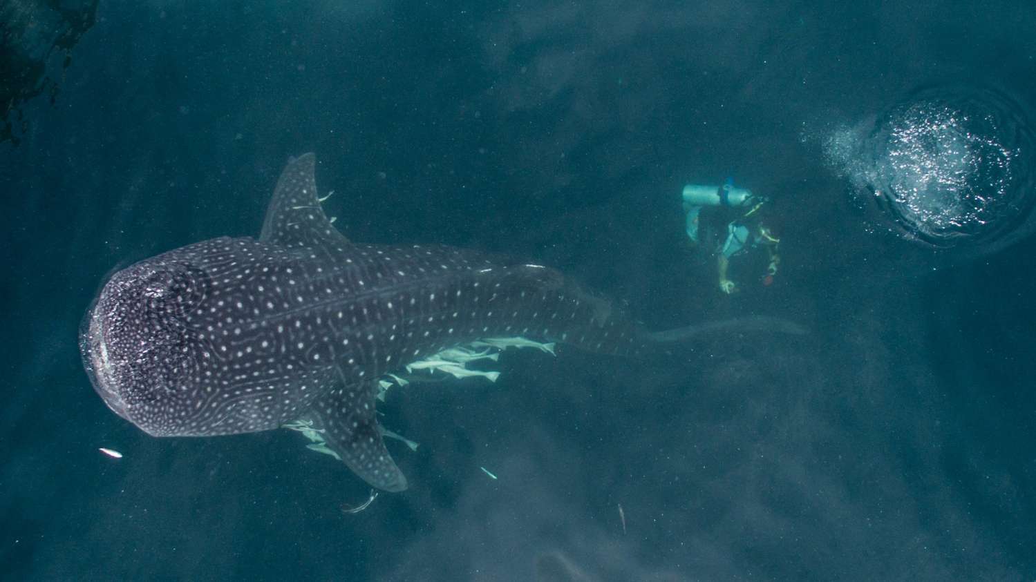Ambai Liveaboard scuba diving in the Ring of Fire