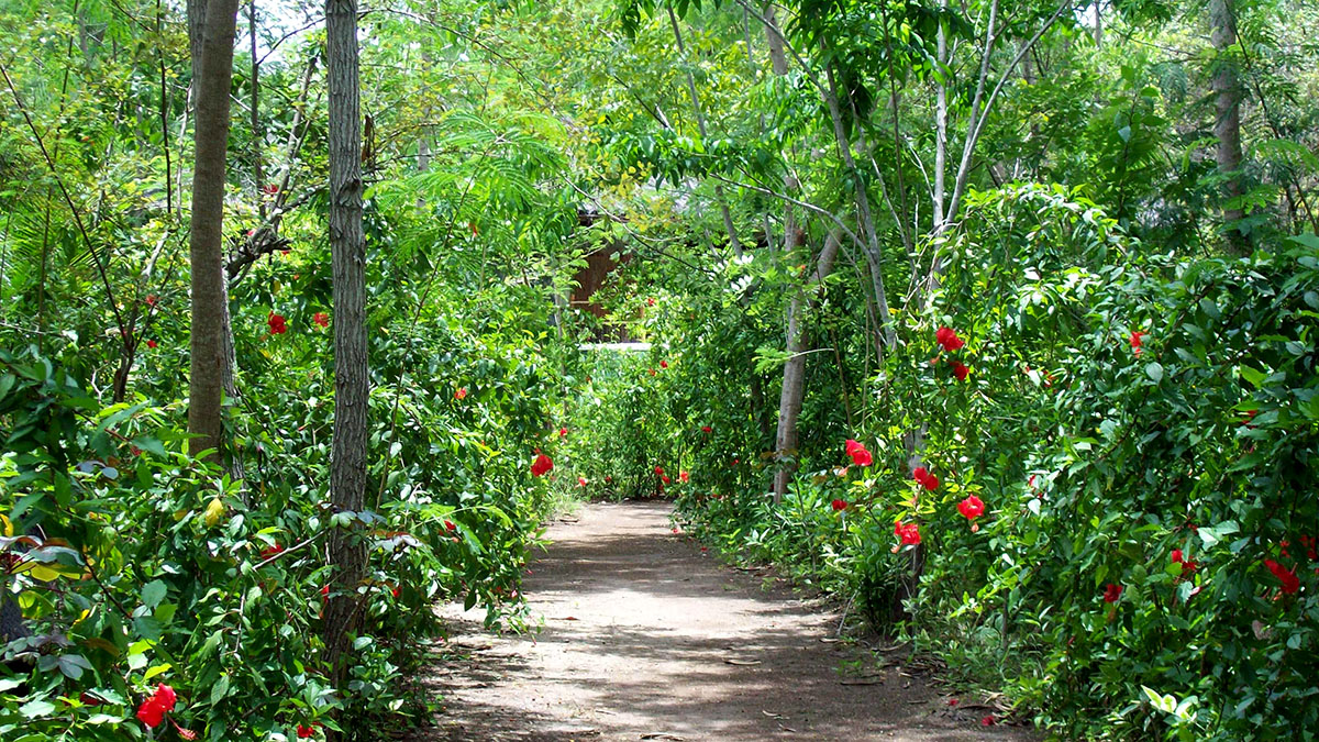 Hibiscus garden at Angel Island Resort, Komodo, Indonesia