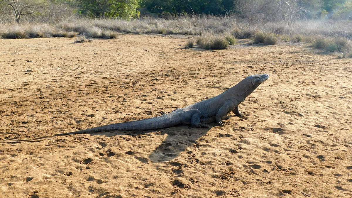 Komodo dragon tour with Angel Island Resort, Komodo, Indonesia