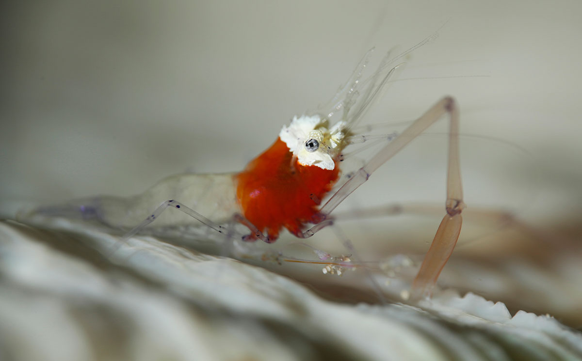 Rare shrimp in Bali dive site
