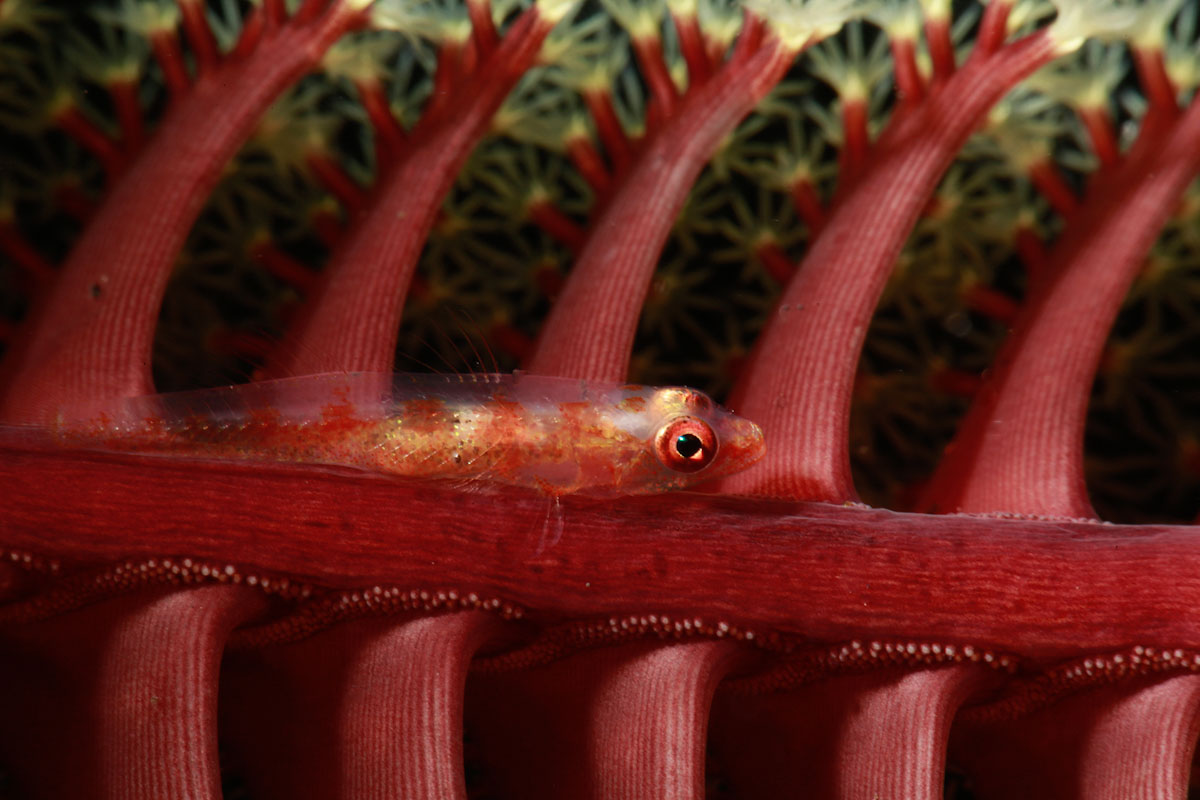 Coral fish in Bali dive site