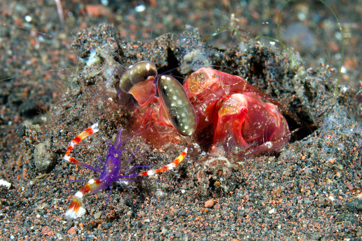 mantis shrimp and cleaner shrimp