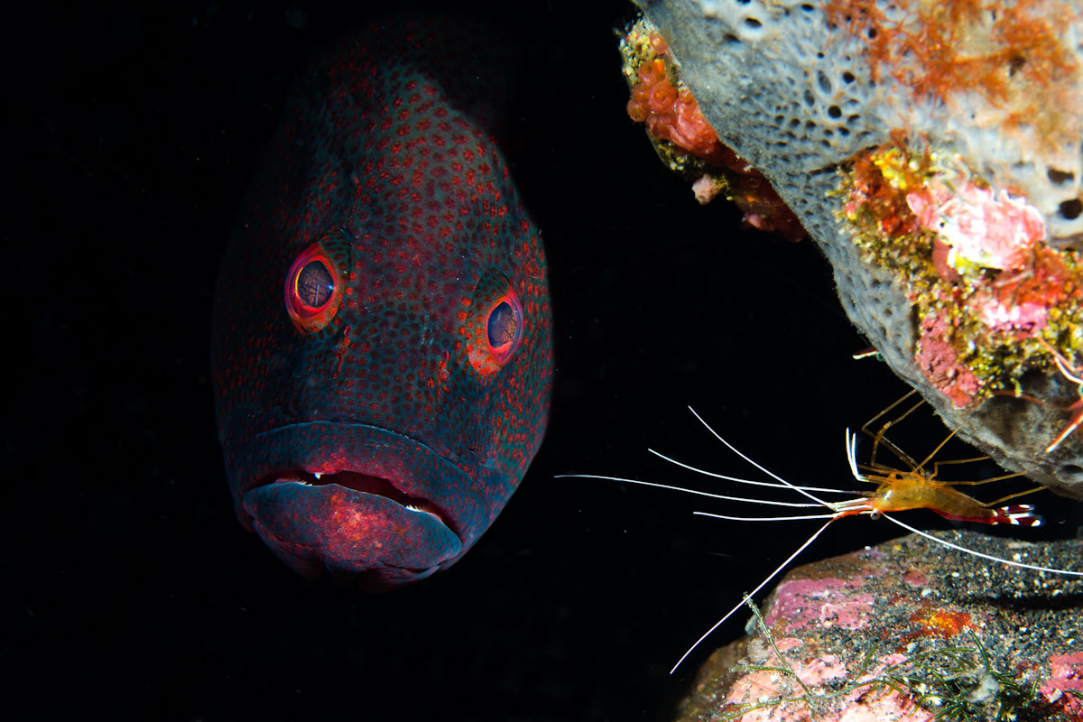 fish and cleaner shrimp