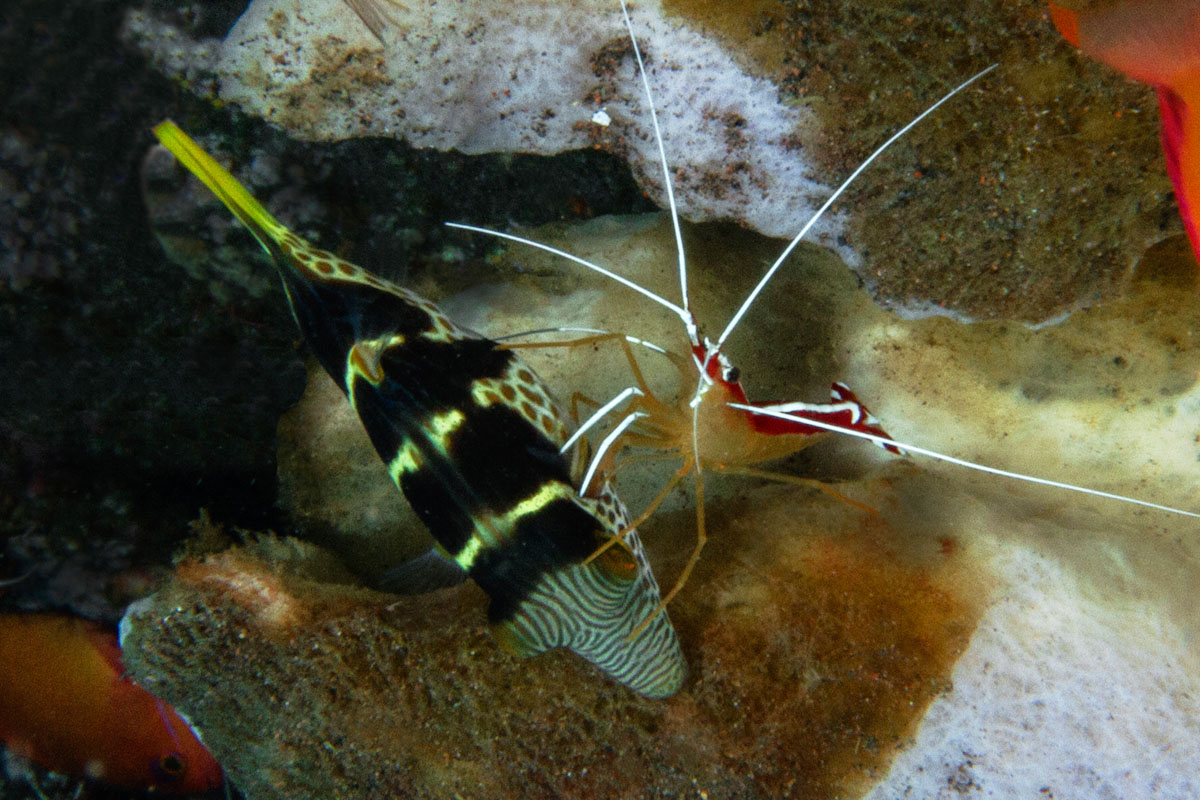 fish and cleaner shrimp