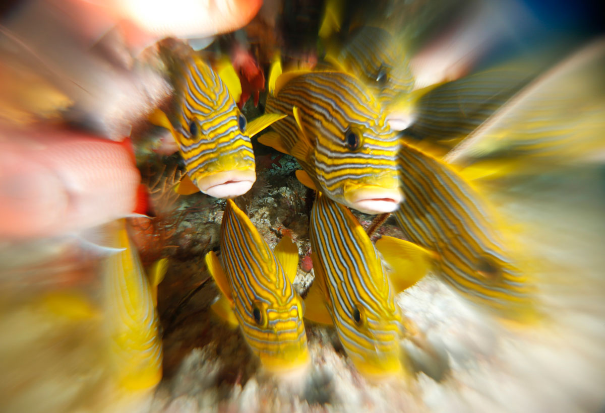 Sweetlip fish in Bali dive site