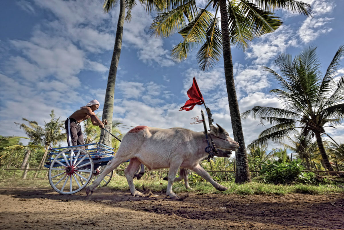 Bull race of Negara in Bali Islands of Gods