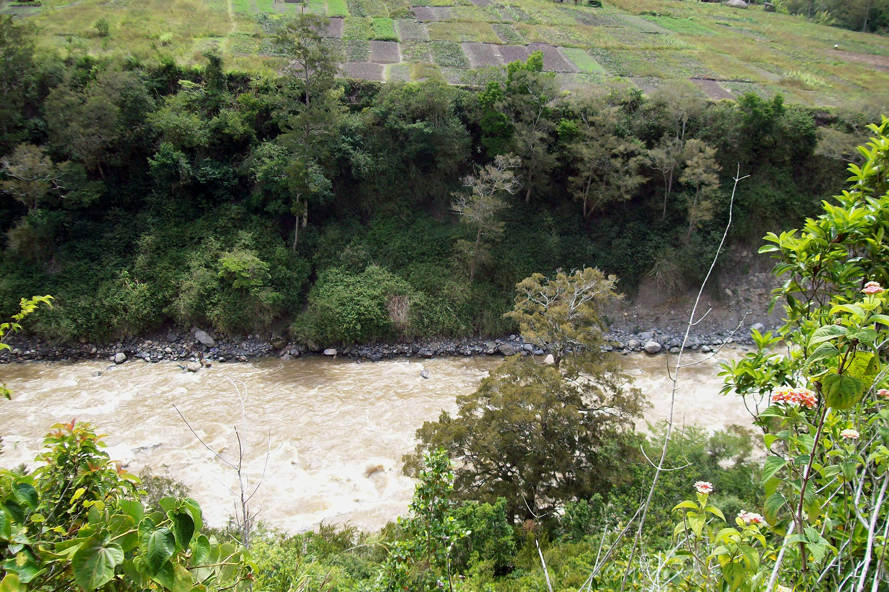 Baliem Valley agricultural crops at the edge of the river