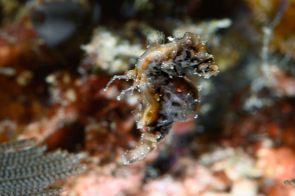 Pigmy seahorse in Banda Sea