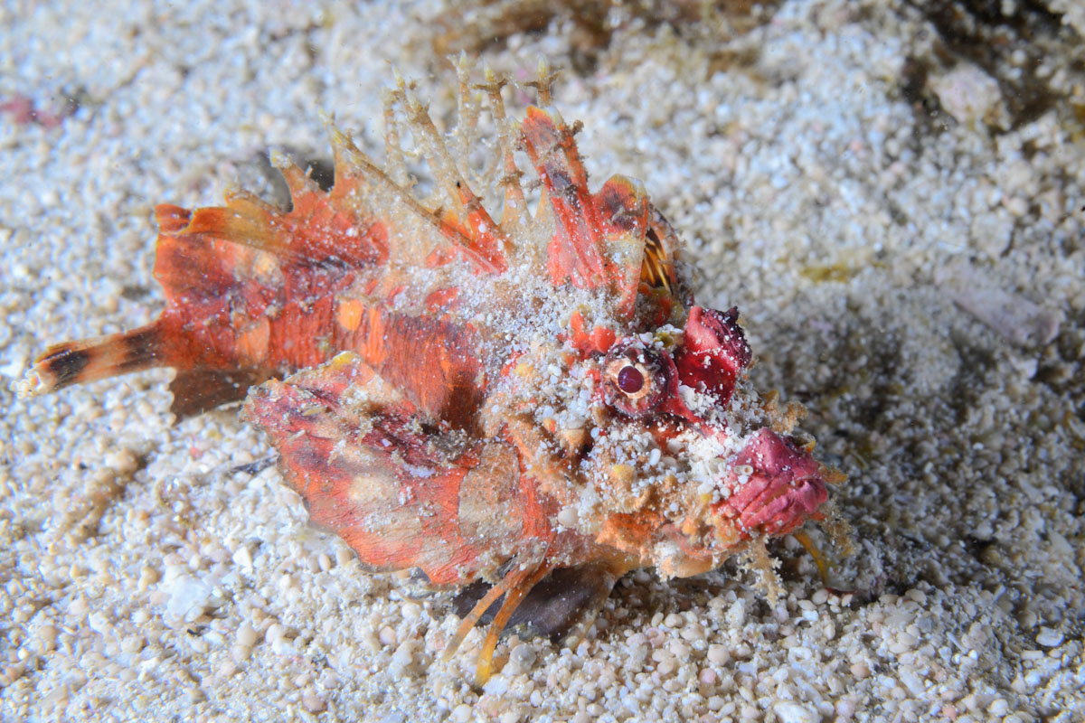 Pigmy seahorse in Banda Sea