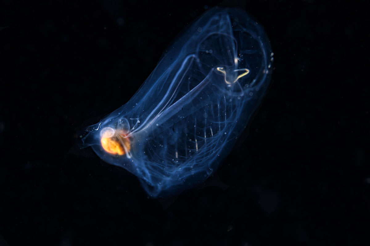 Translucent critter in black water dive in Banda Sea