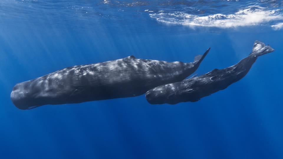 Carpe Diem dive cruises in Indonesia