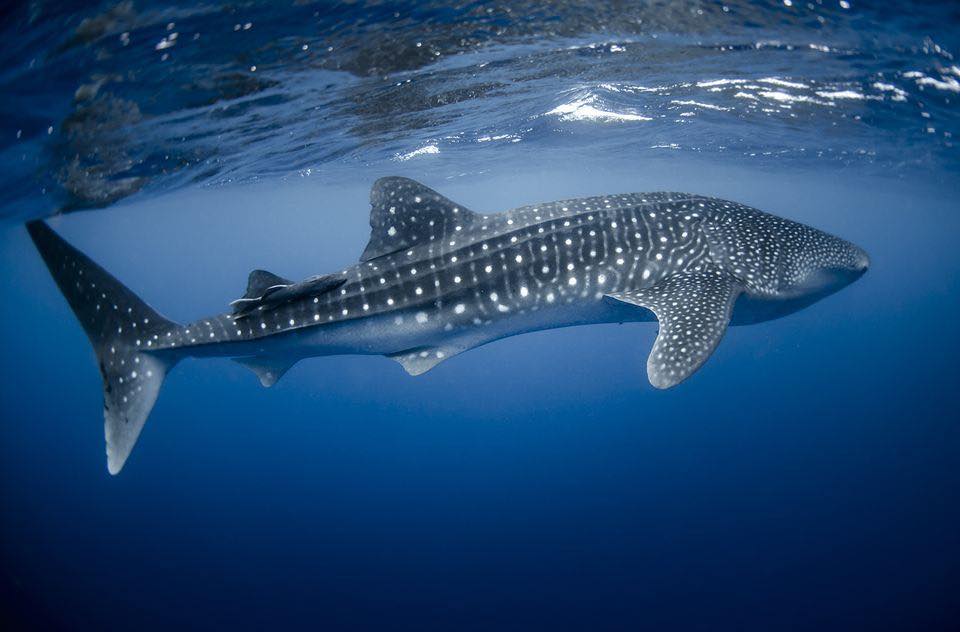 Carpe Diem dive cruises in Indonesia