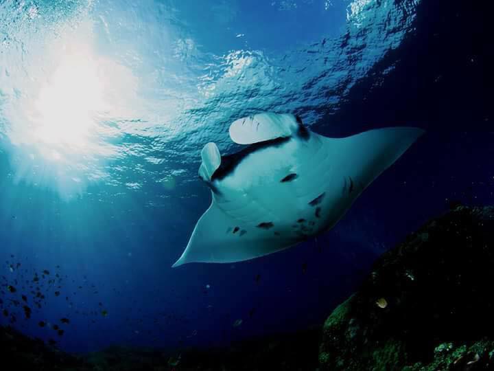 Carpe Diem dive cruises in Indonesia