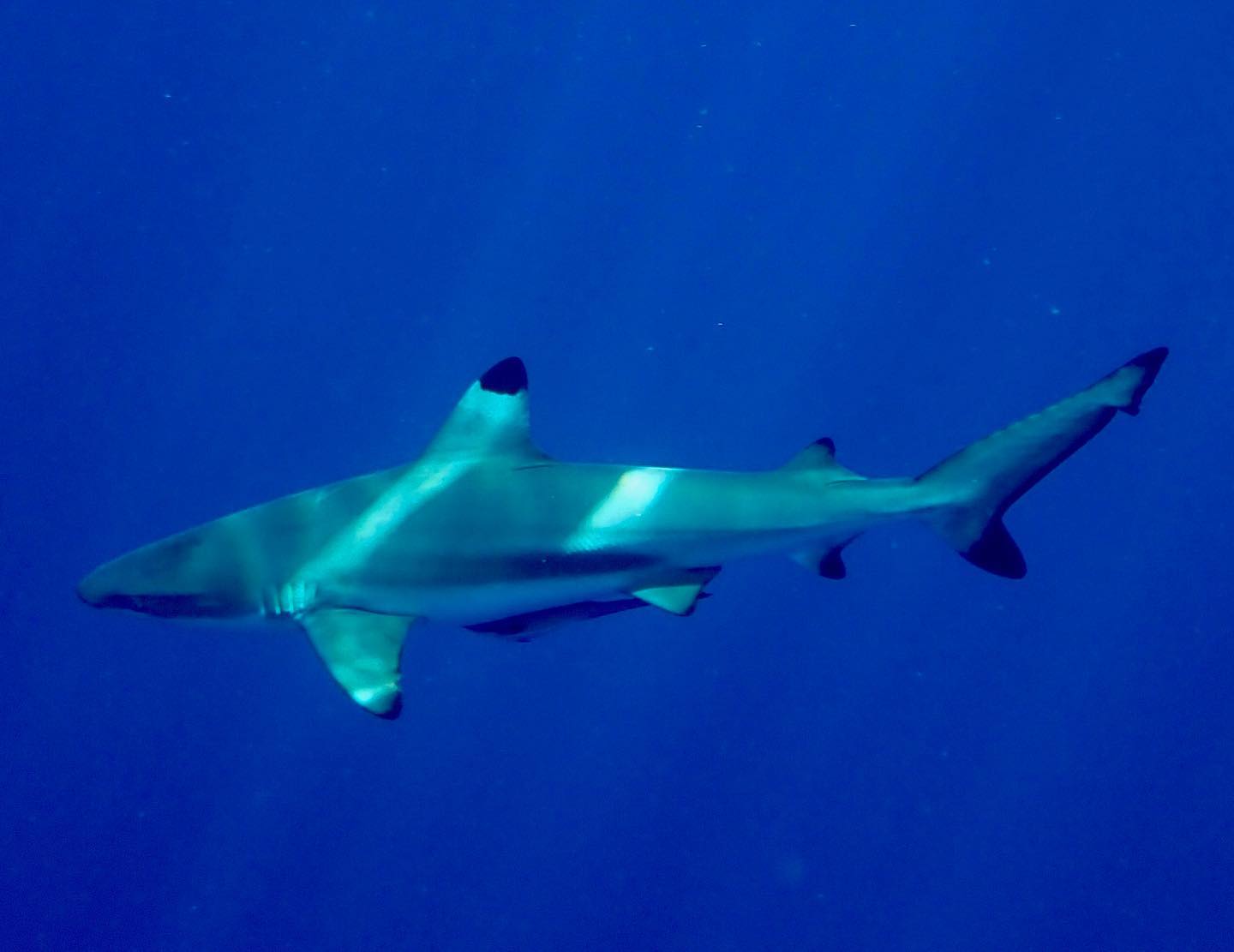 Carpe Diem dive cruises in Indonesia