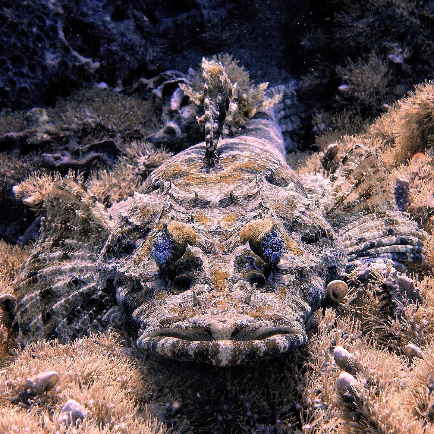 Carpe Diem dive cruises in Indonesia